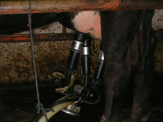 Fejőgép csoportjai a tehén tőgyére csatlakoztatva gépi fejés közben