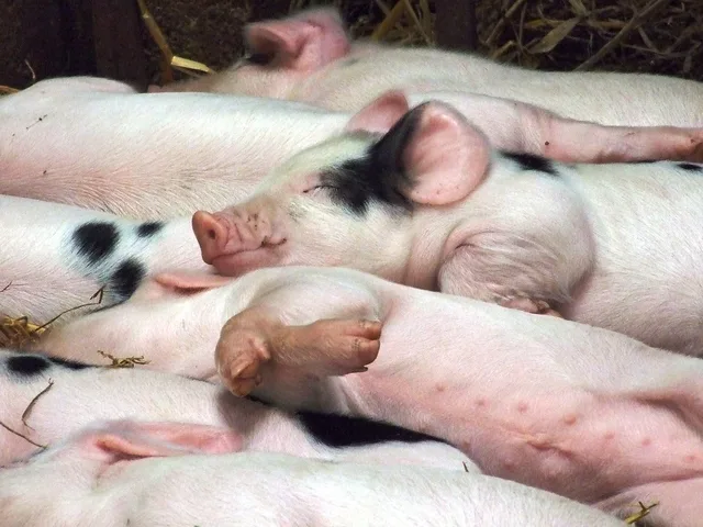 Malacok szalmaalmon pihennek istállói körülmények között